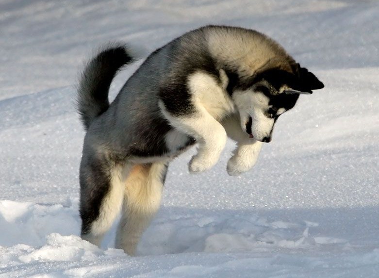 husky