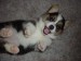 Cute-husky-puppy-20547121079
