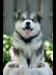 husky-puppies-pictures-in-hd_1406002479